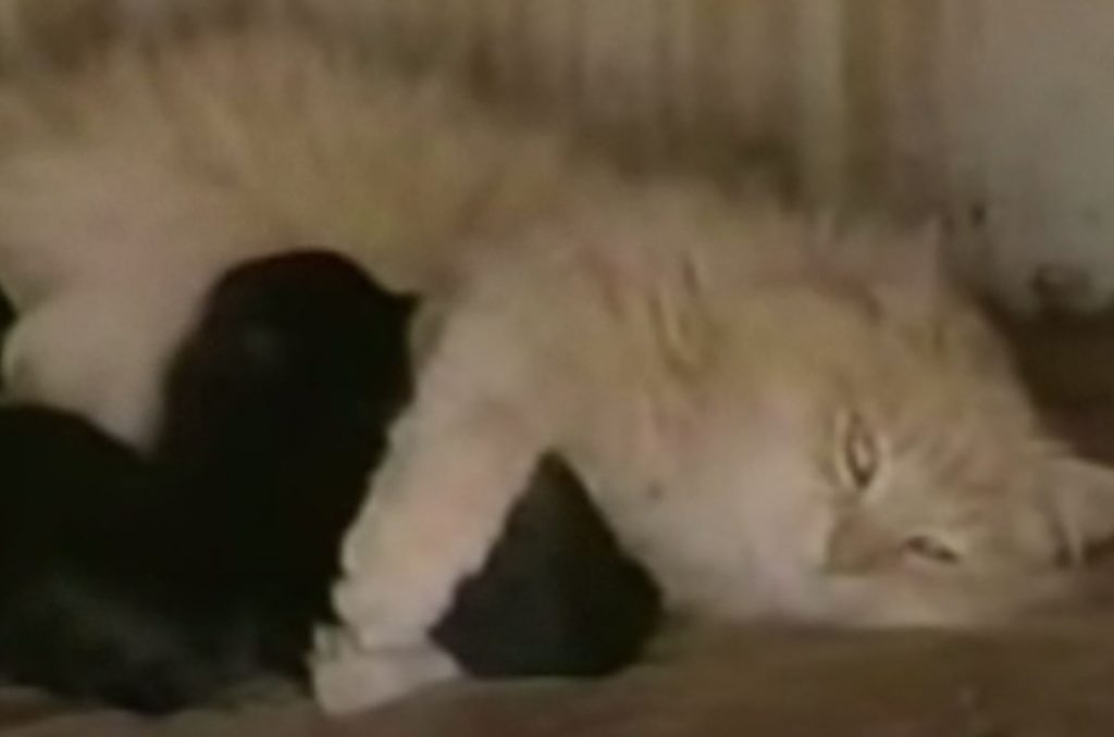 the cat is lying hugging the puppy