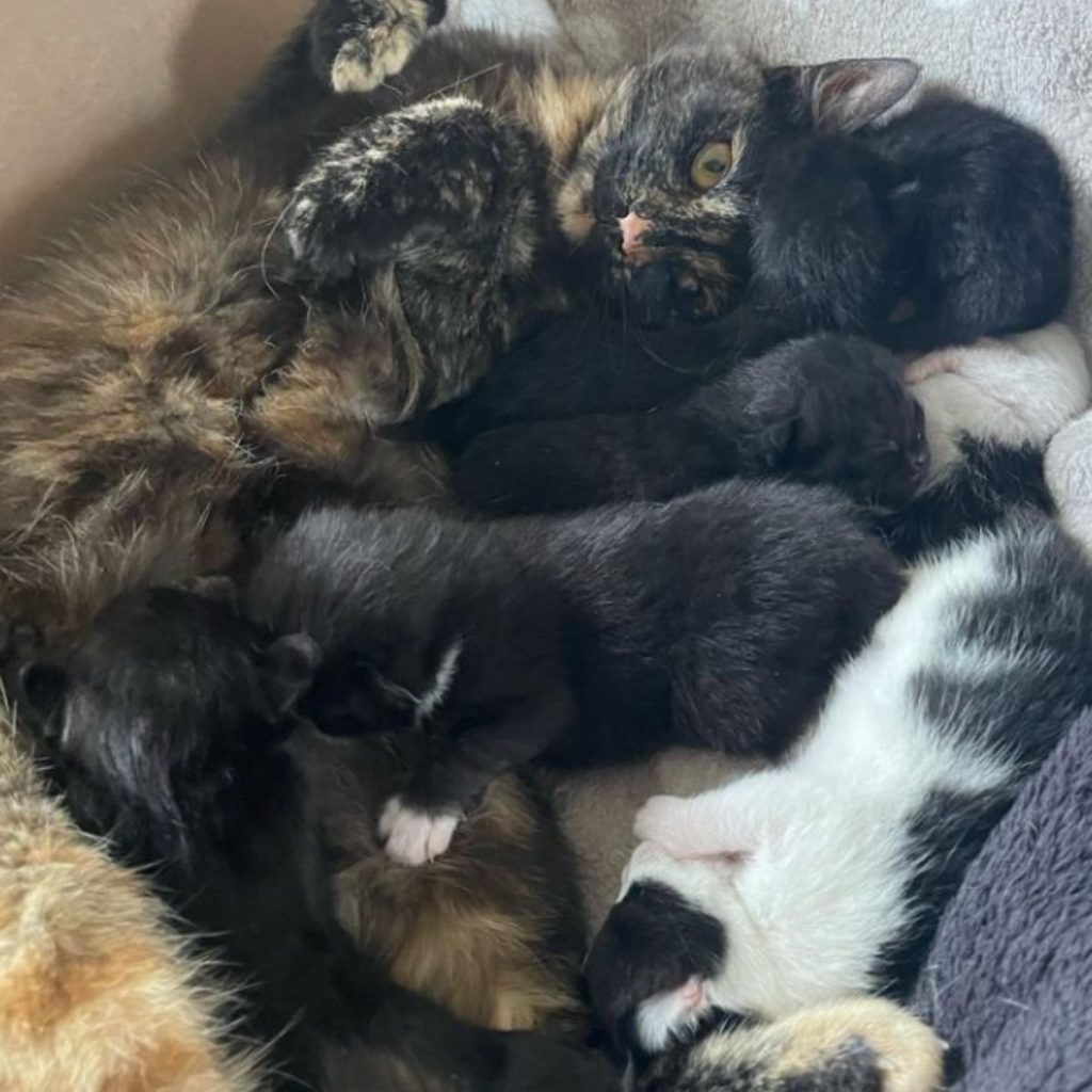 the cat is lying on its back with the kittens around it