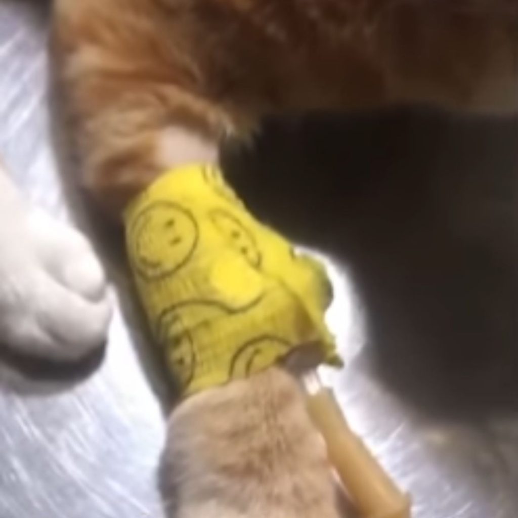 the cat is receiving an infusion