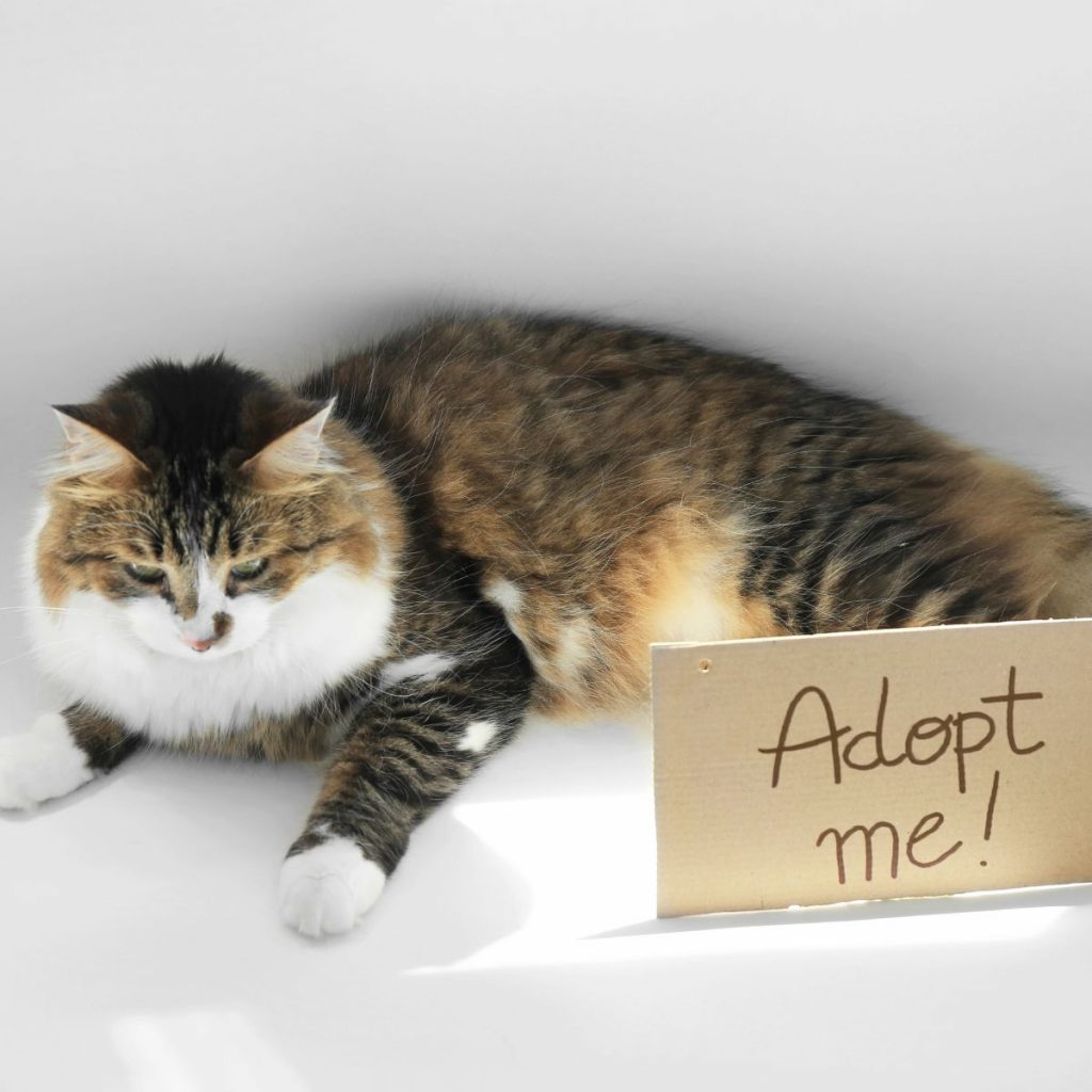 the cat lies next to her, the inscription adopt me