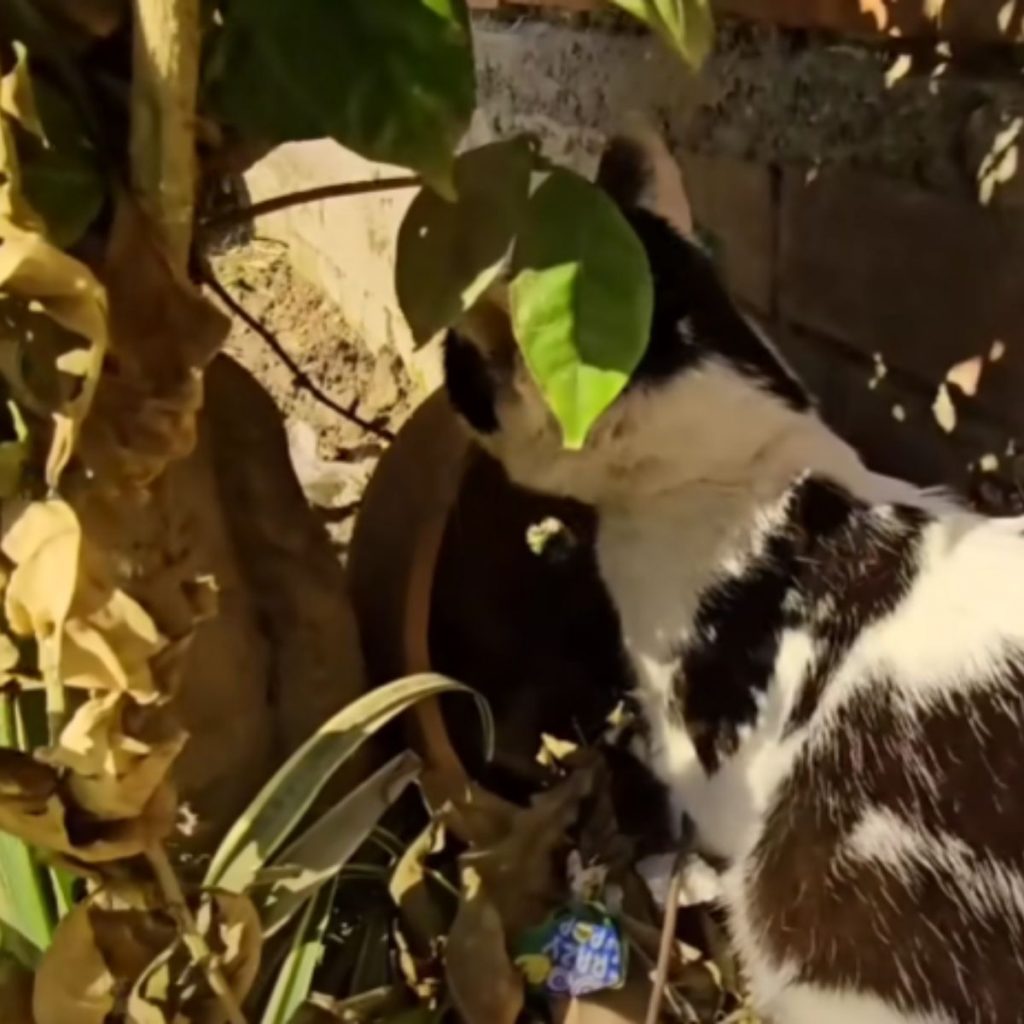 the cat under the branch