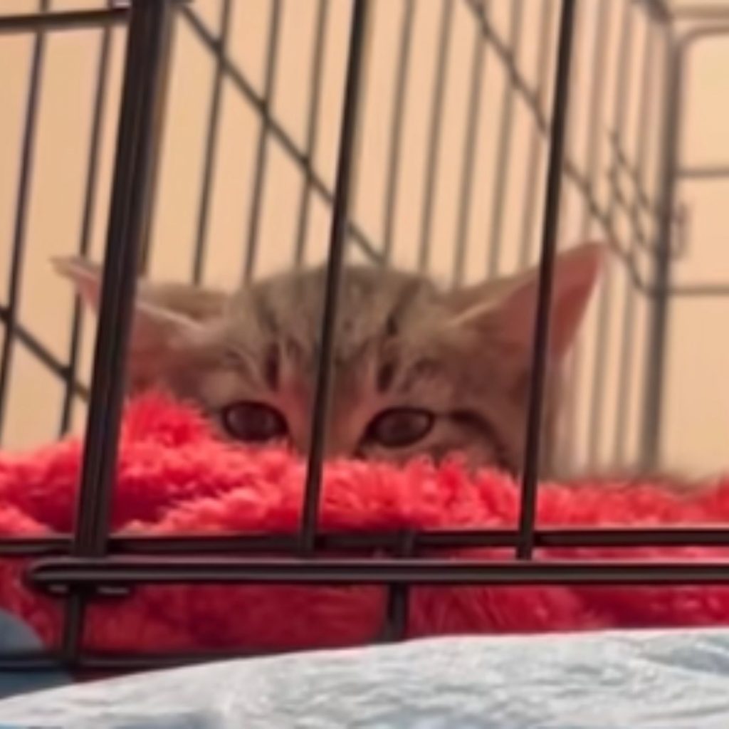 the kitten is lying on a pink blanket