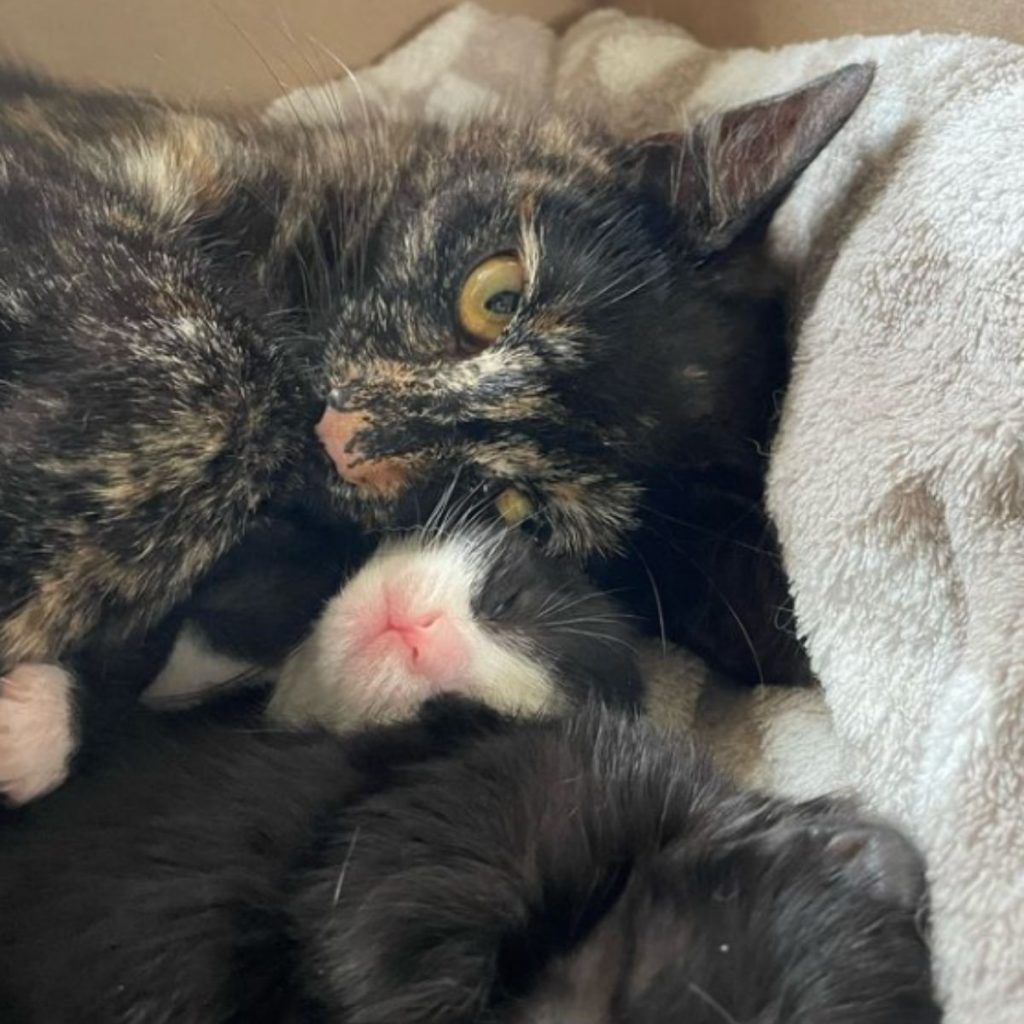 the kitten sleeps next to the mother cat