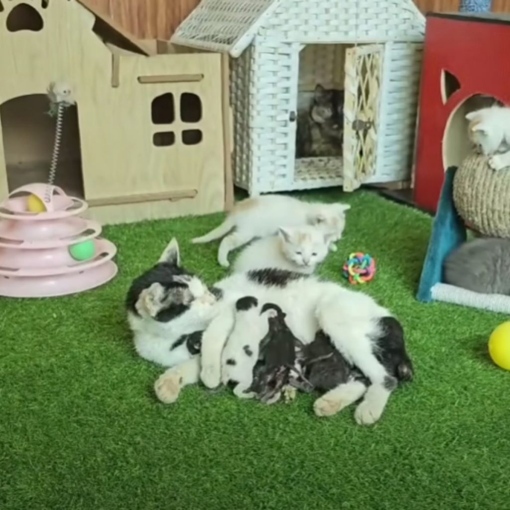 the kittens nurse the mother cat while she lies down