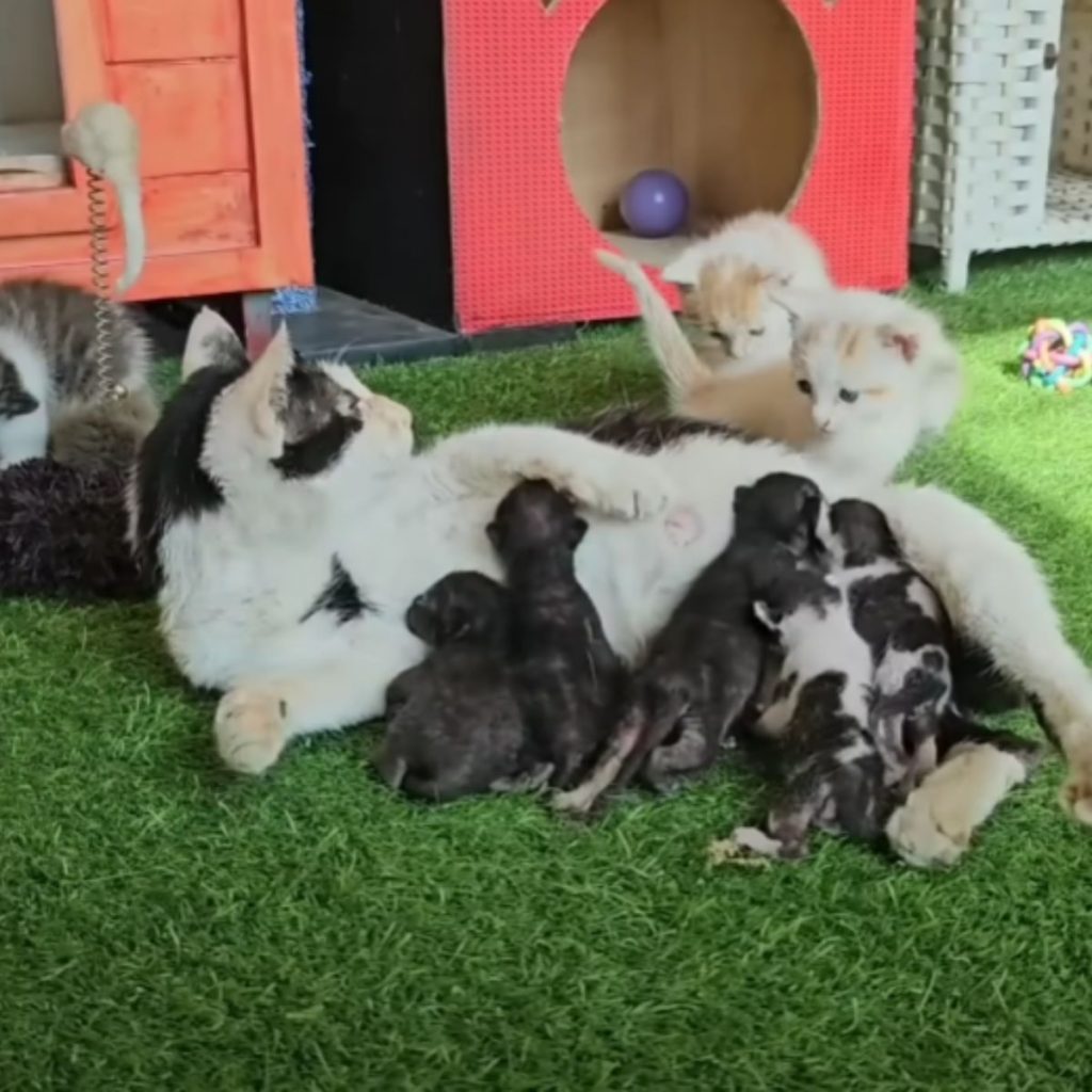 the kittens play around the mother cat