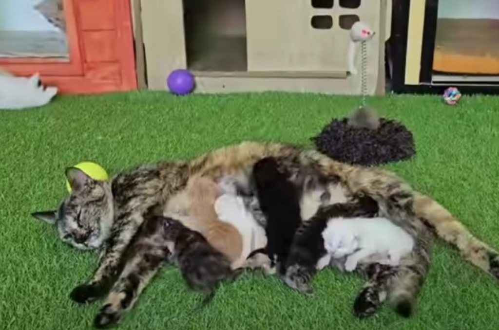 the kittens sleep on the mother cat