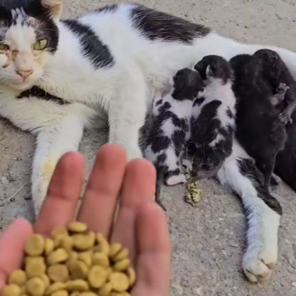 the man holds crackers in his hand to feed the cat