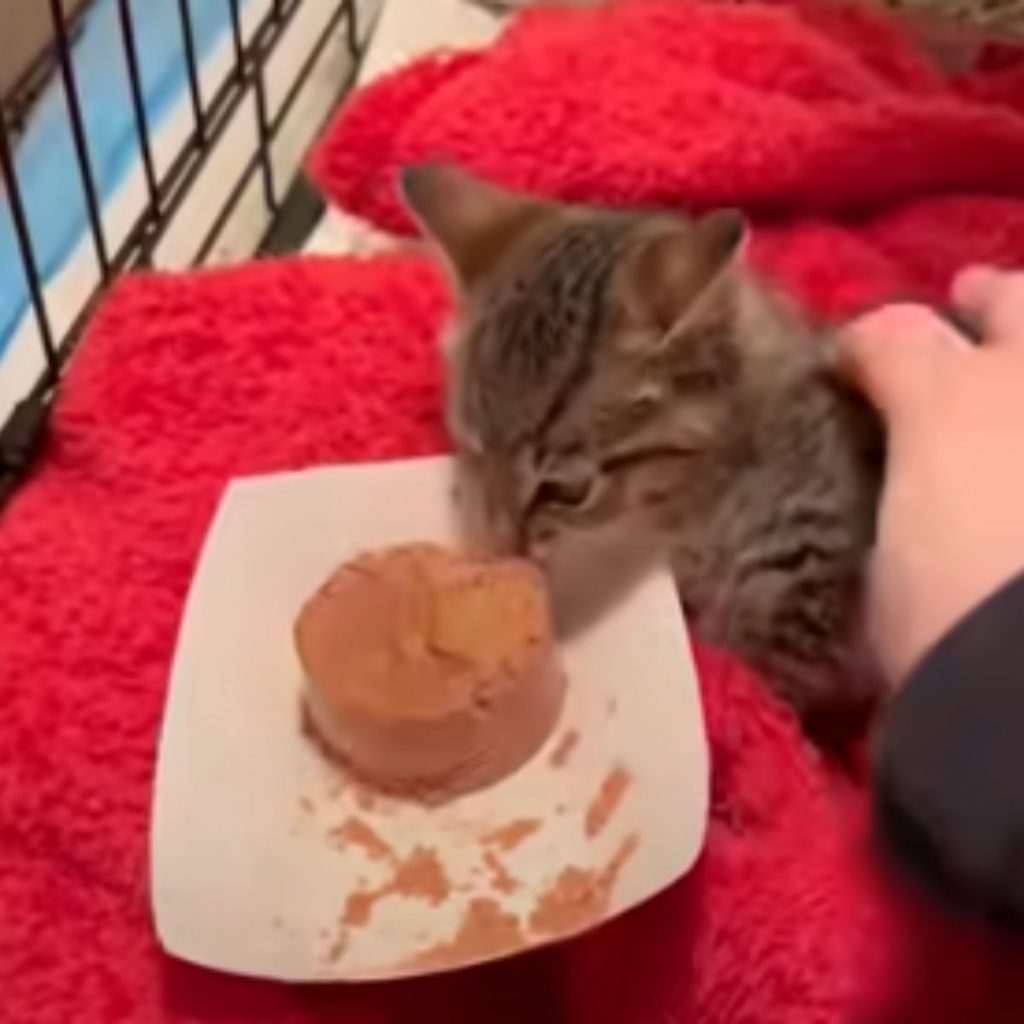 the owner gives food to the cat