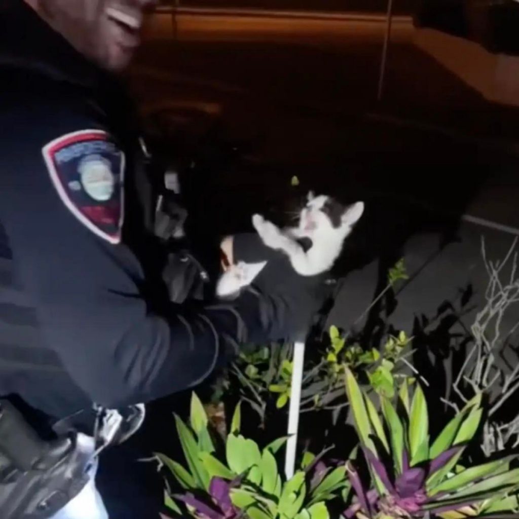 the policeman is holding the kitten in the bushes