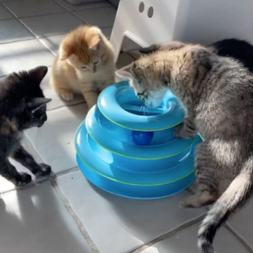 three cats are playing