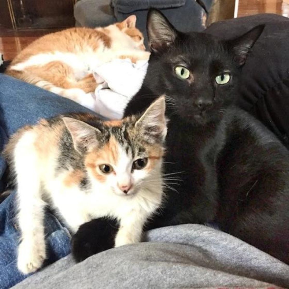 three cute cats