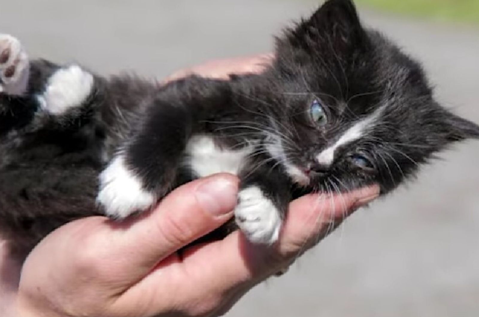 tiny kitten in hand