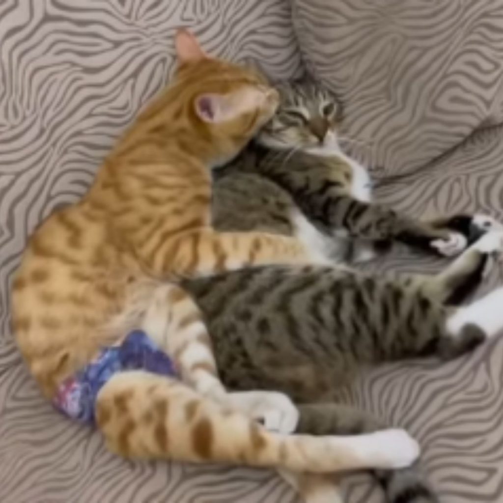 two cats are lying next to each other