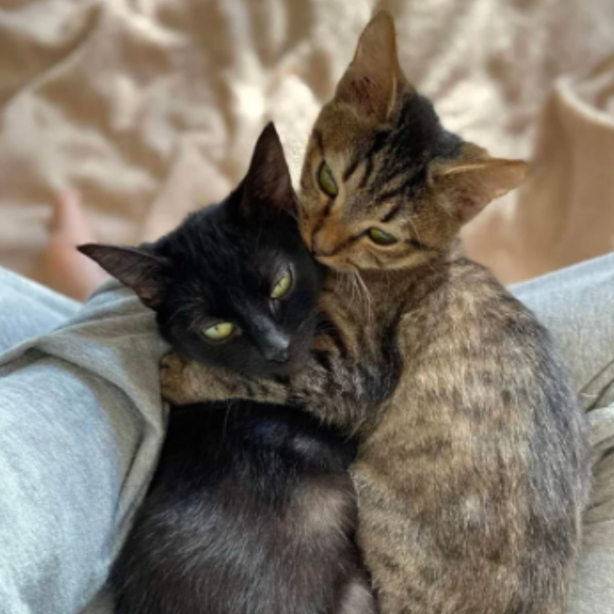 two cats hugging