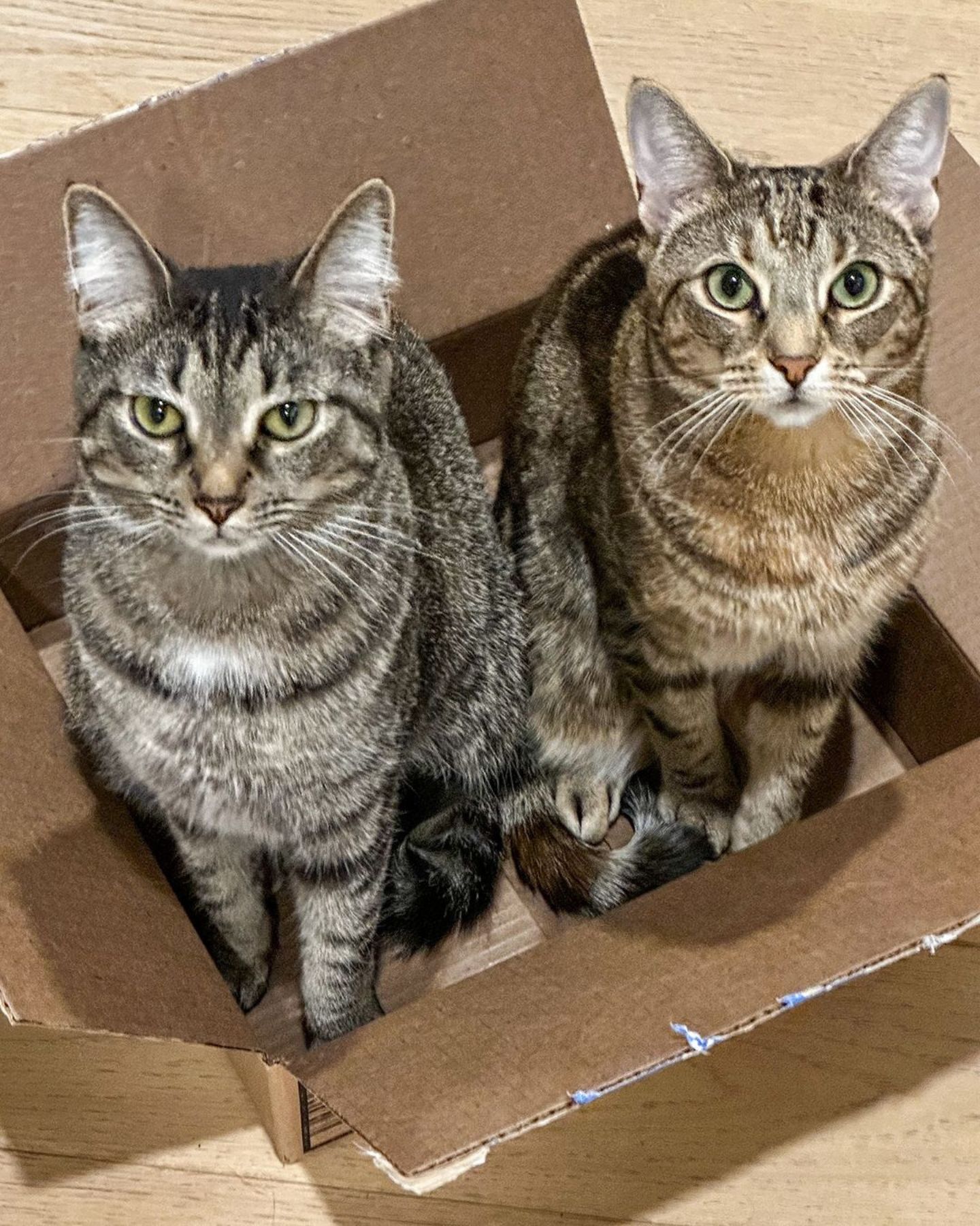 two cats in box