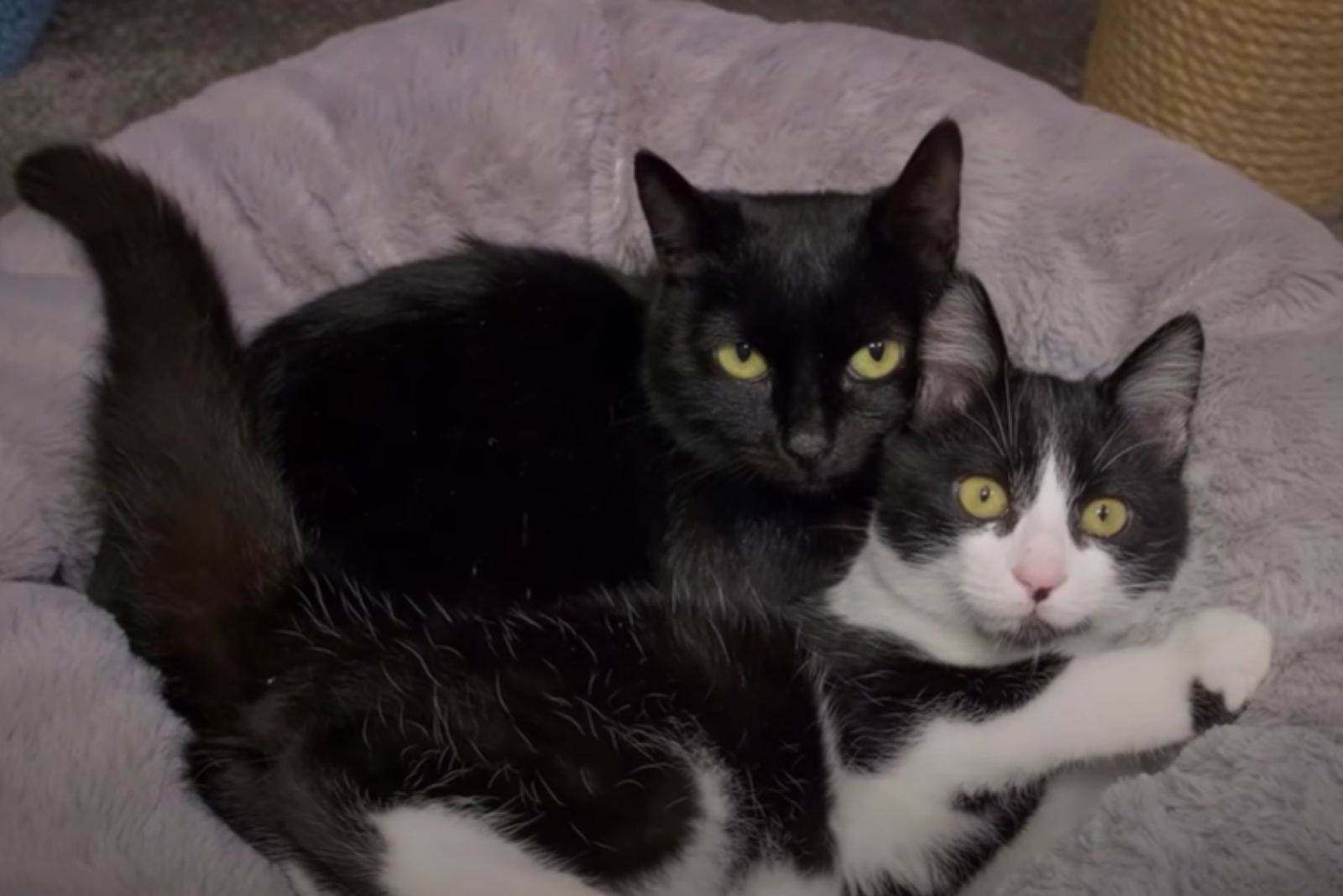 two cats laying in bed