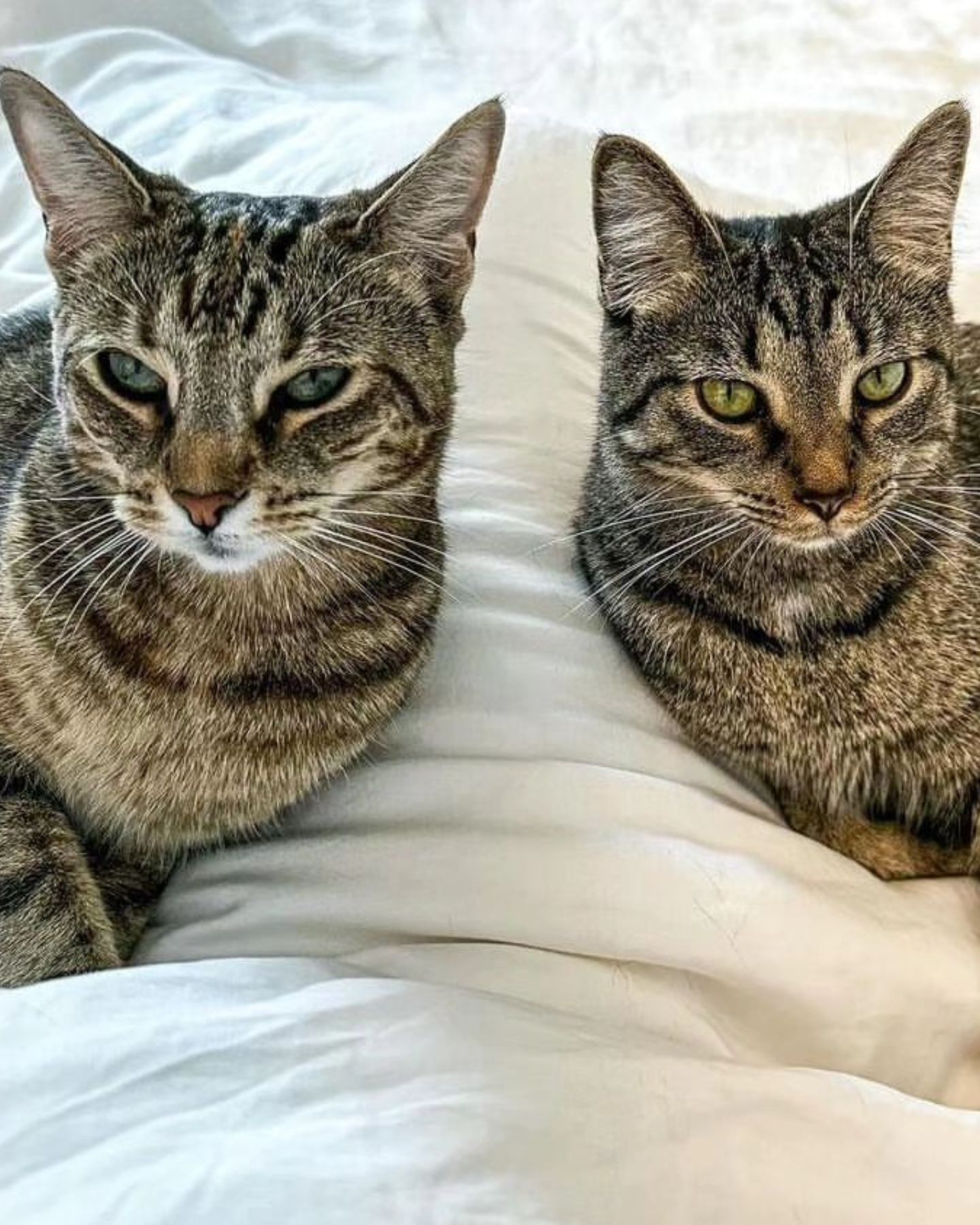 two cats on sheet