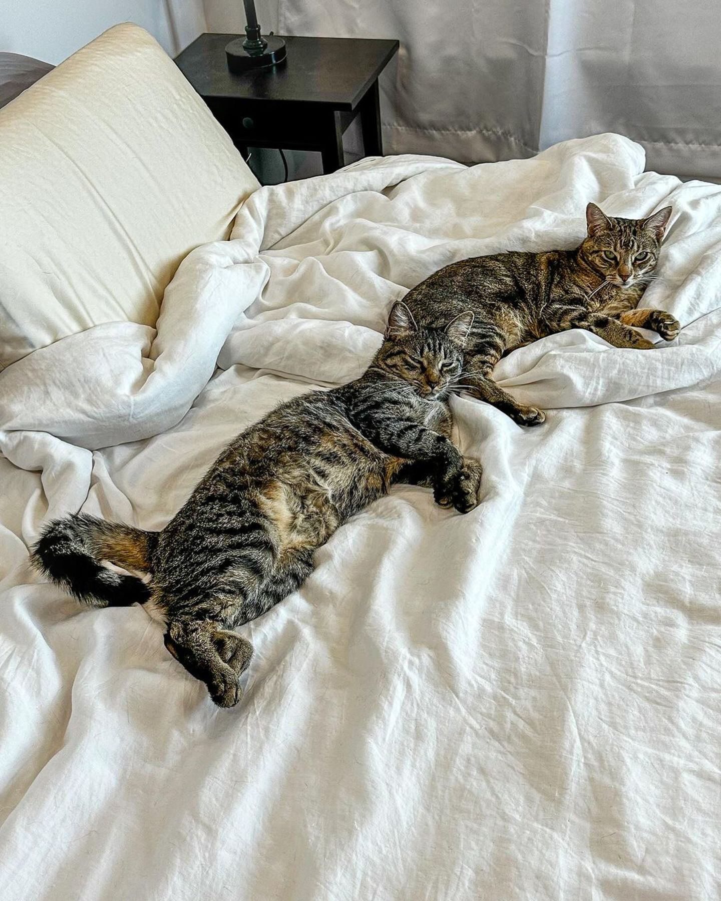 two cats on the bed