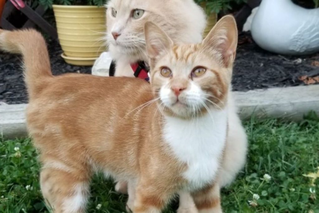 two cats pose for the camera