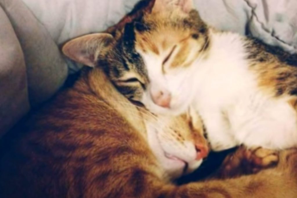 two cats sleep next to each other