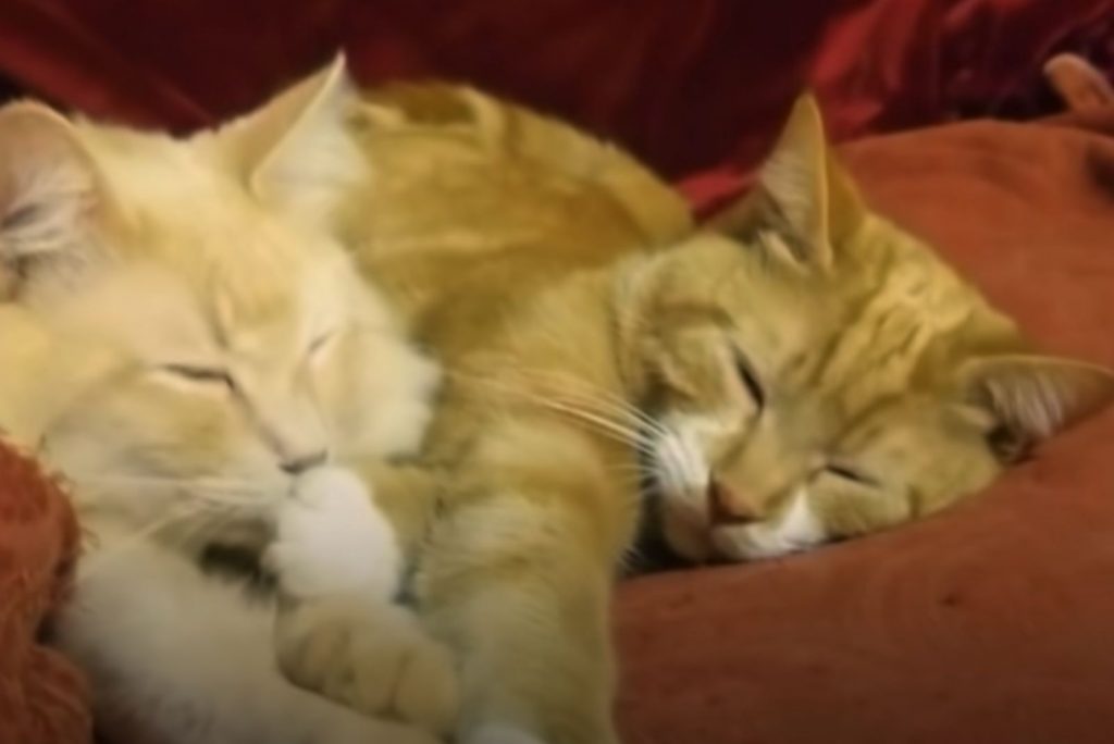 two cats sleep next to each other