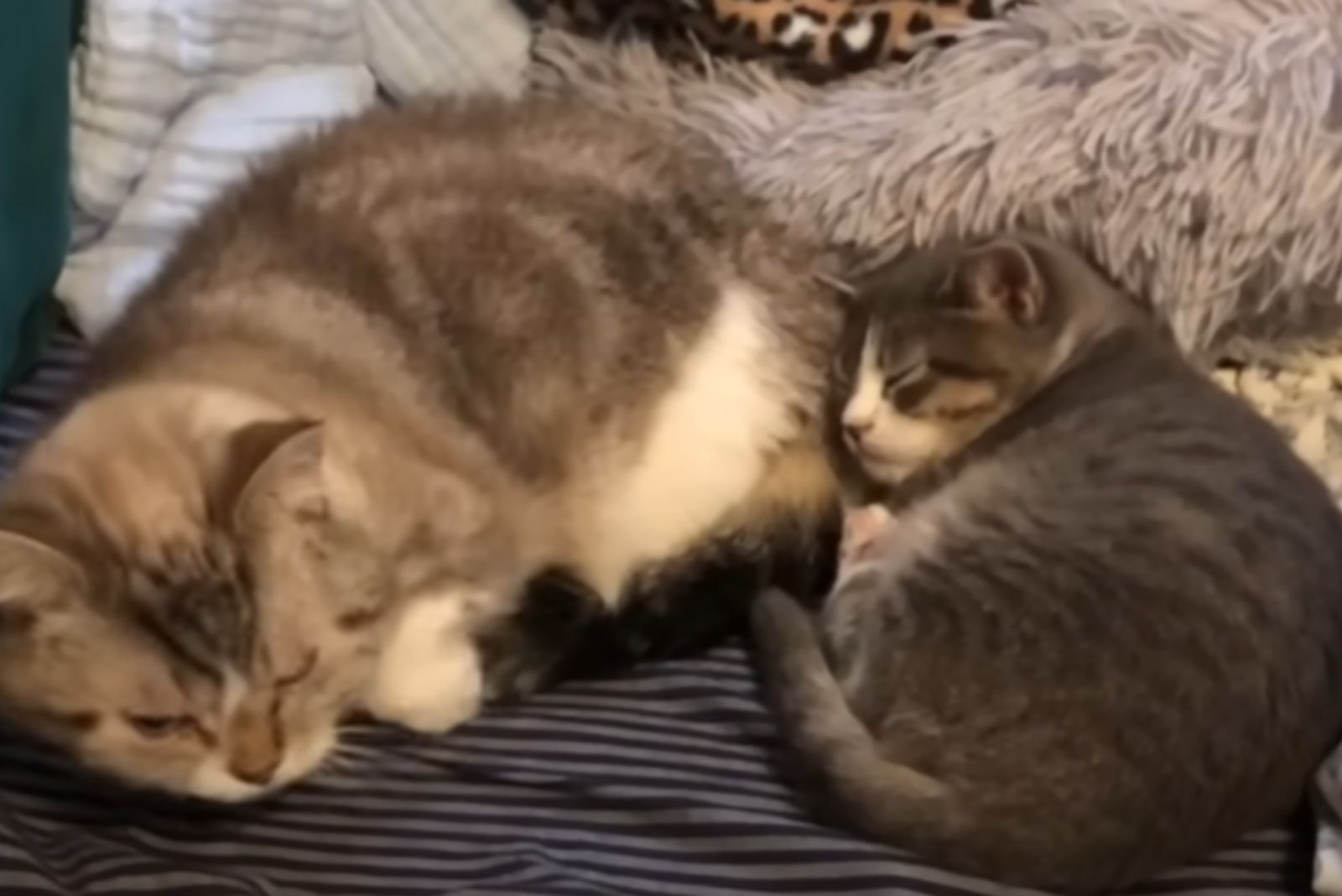 two cats sleeping together