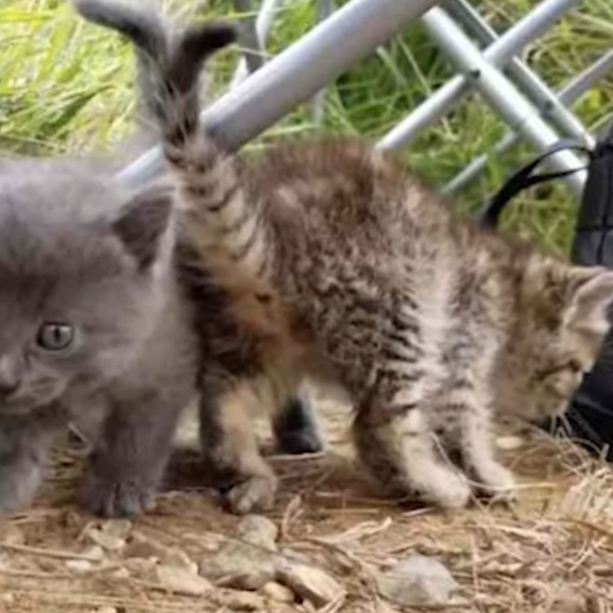 two gray kittens