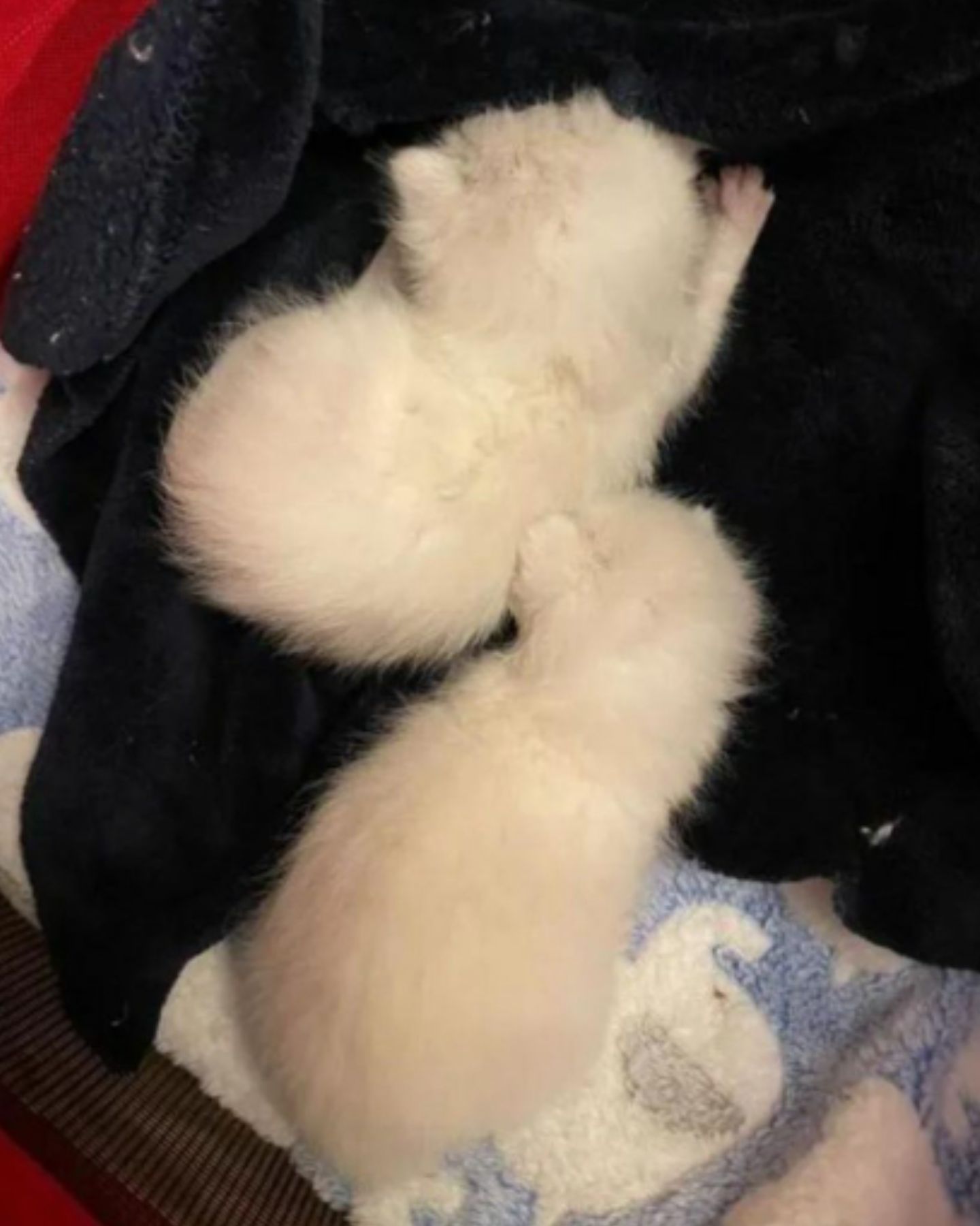 two white kittens