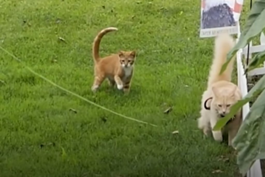 two yellow cats are walking in the garden