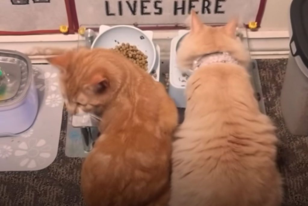 two yellow cats eat from bowls