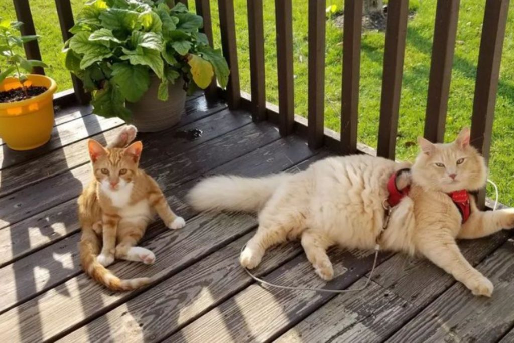 two yellow cats pose on the terrace