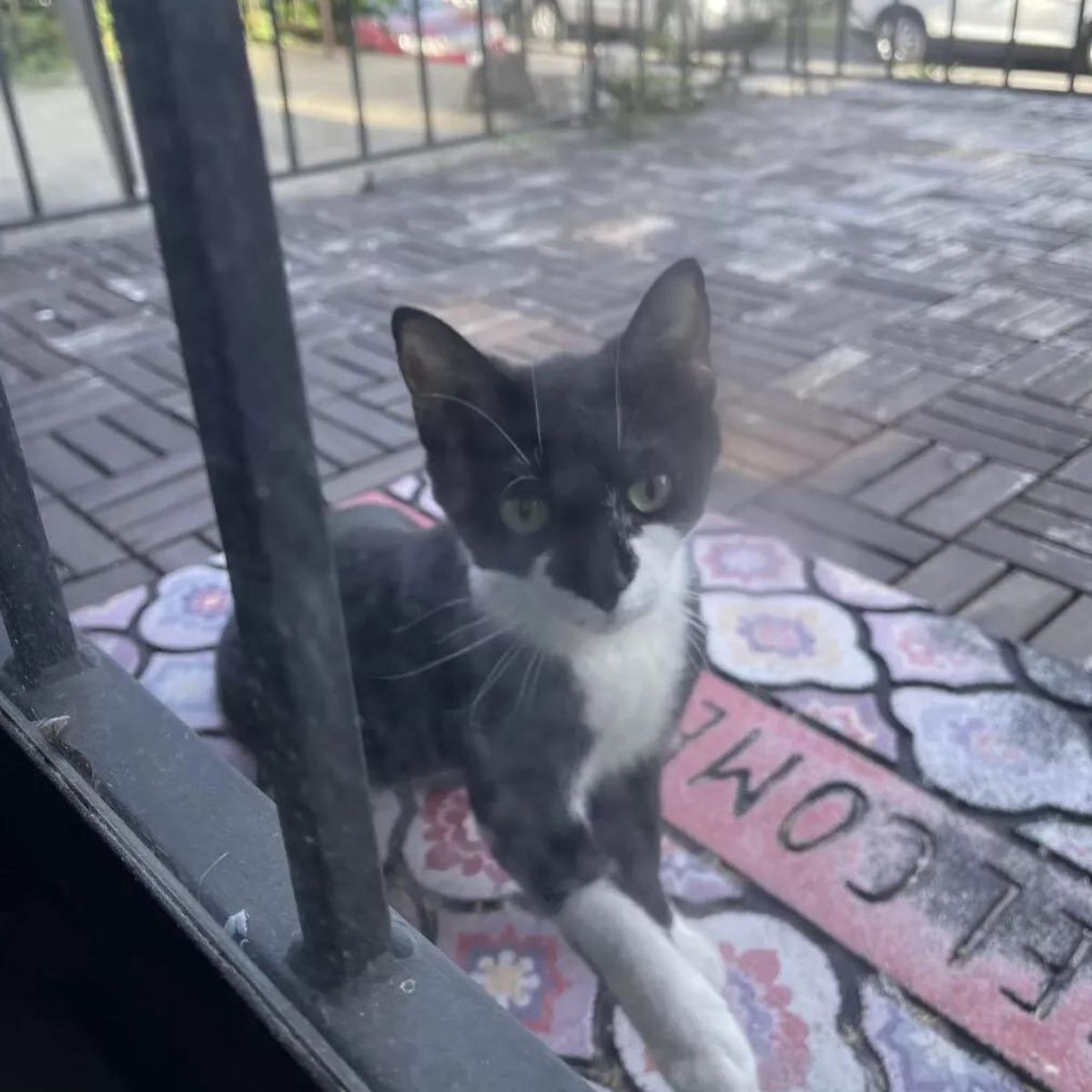 very cute black and white cat