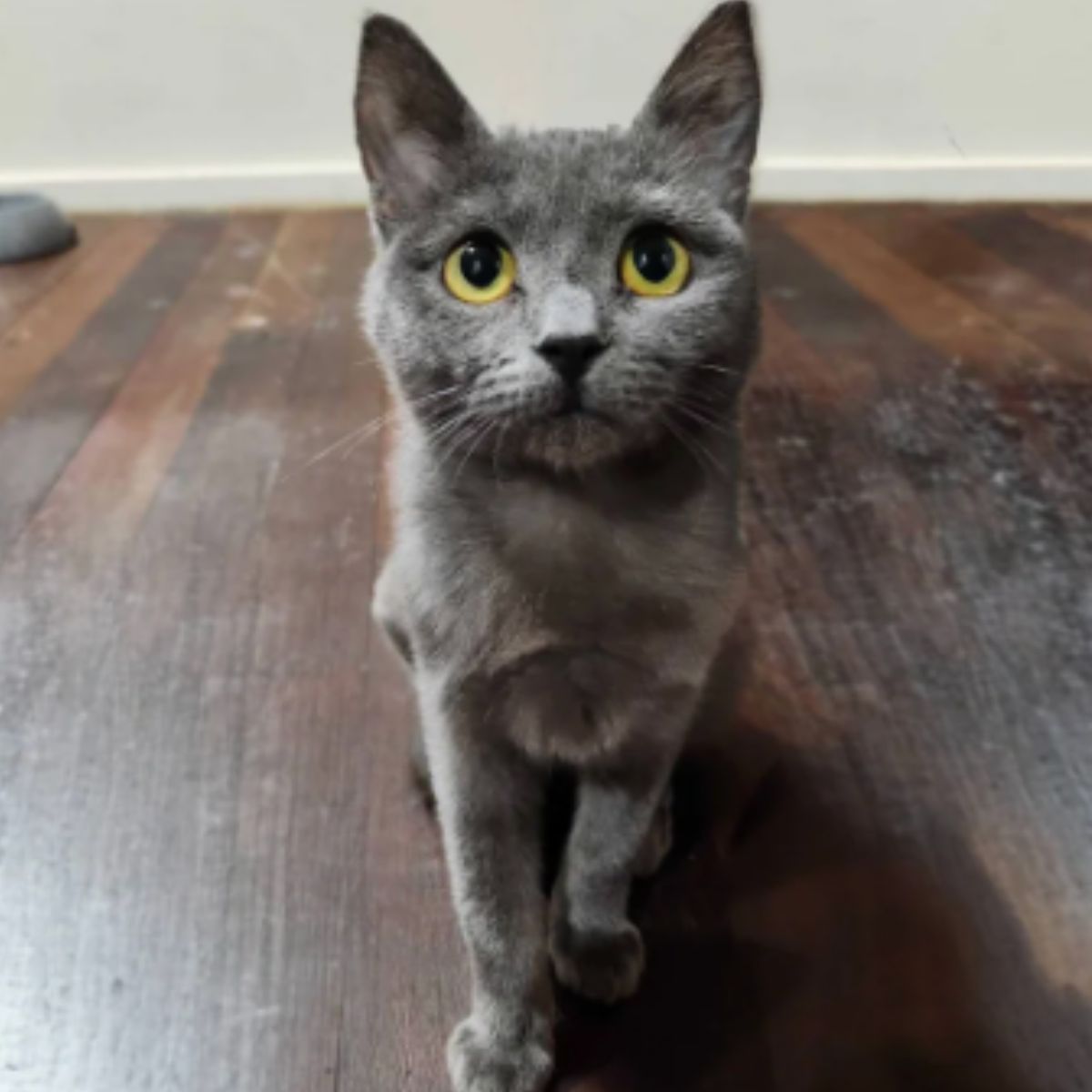 very cute gray cat