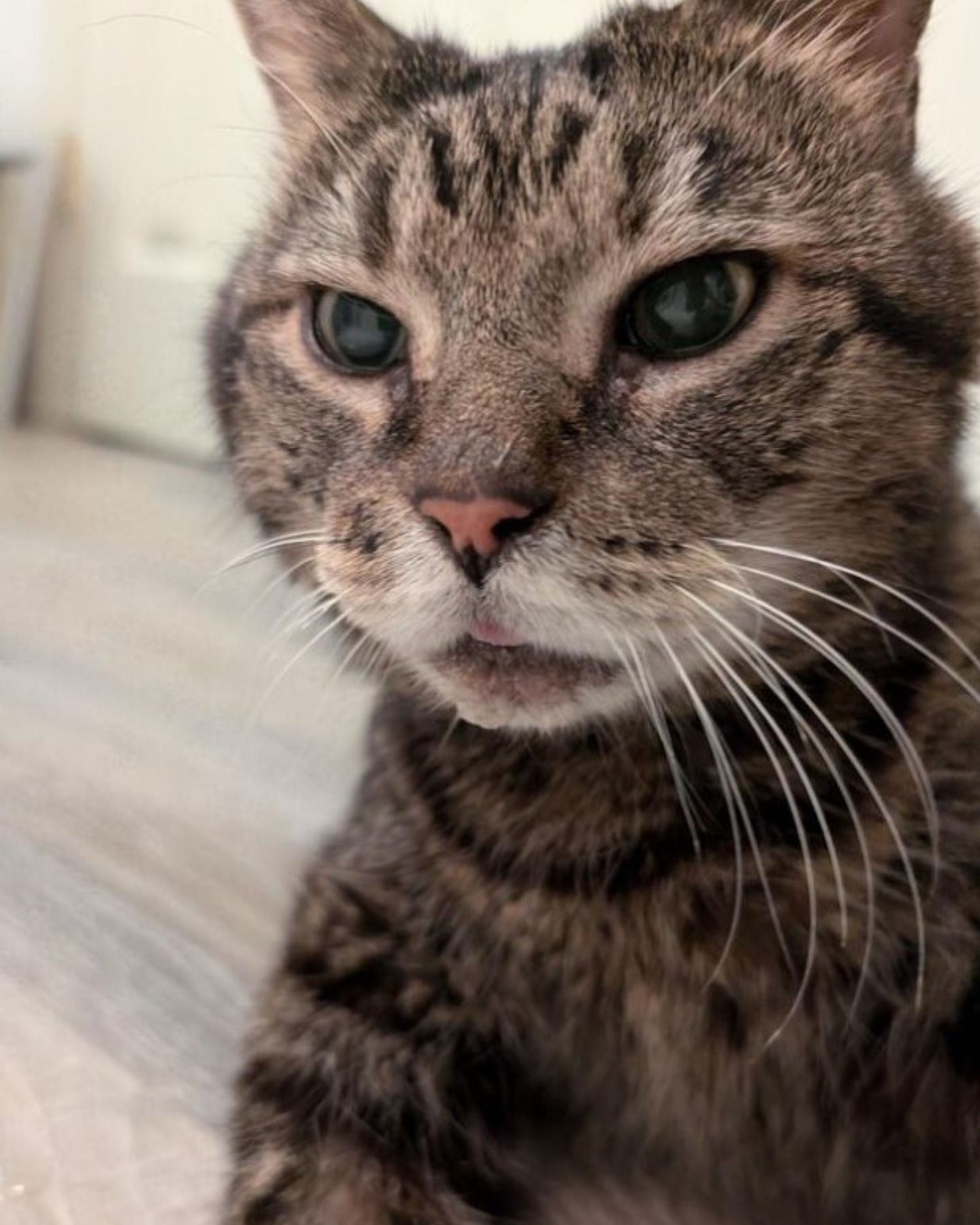 very cute gray cat