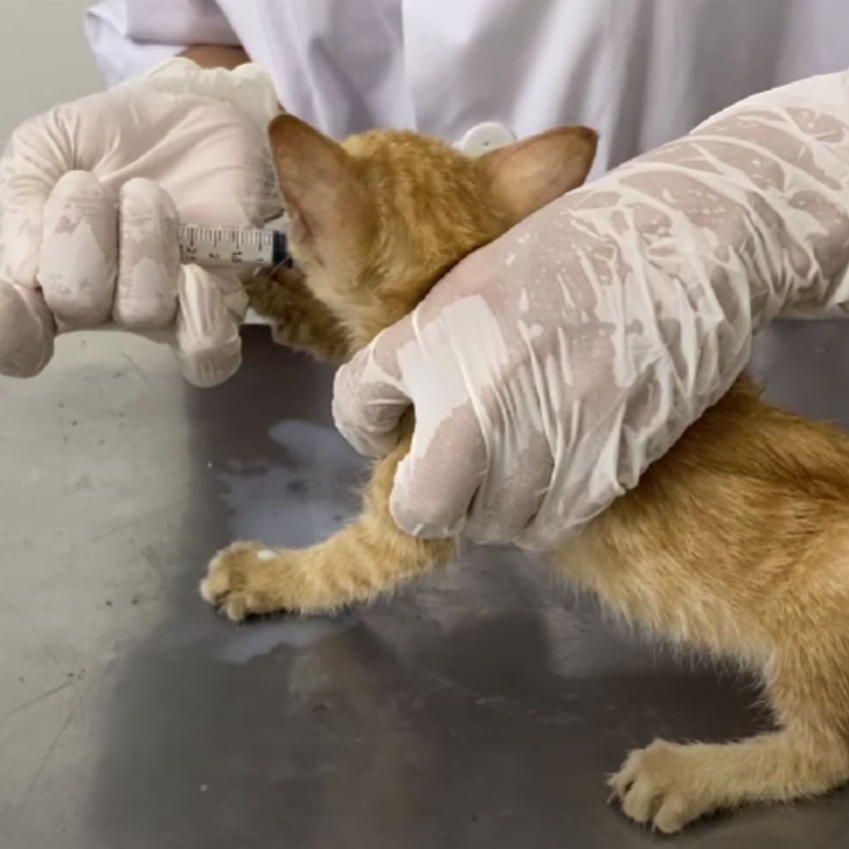 vet helping a ginger kitten