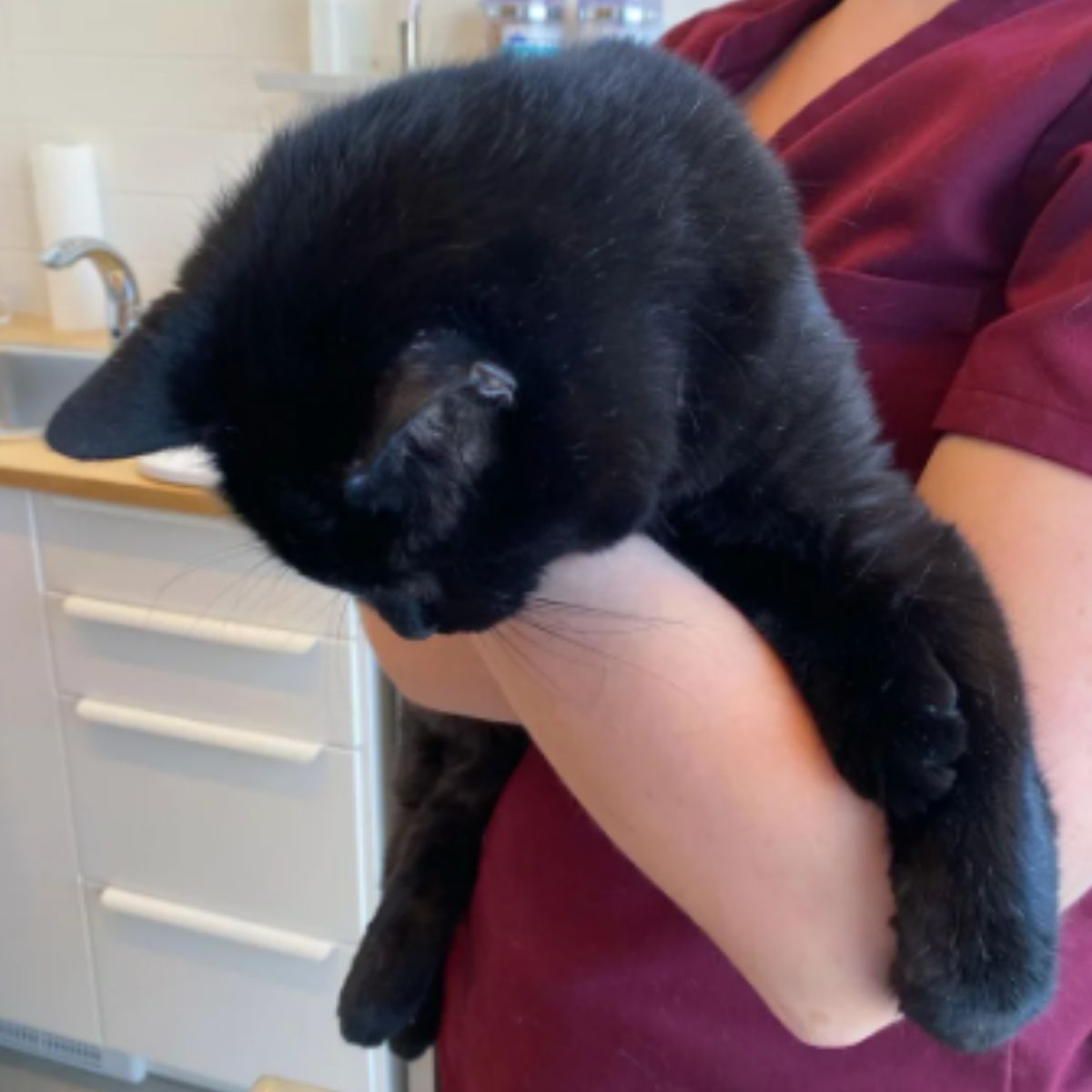 vet holding the cat