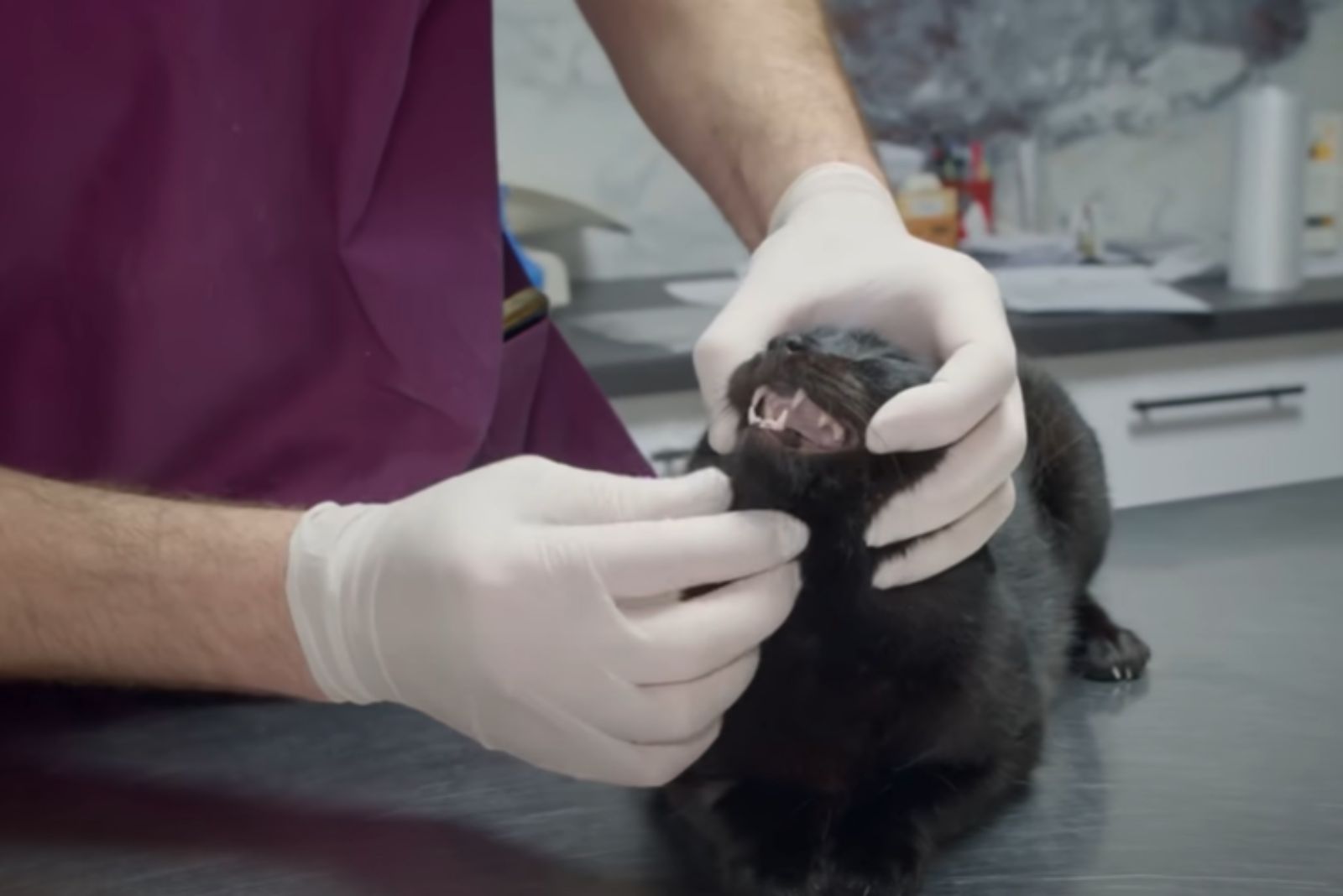 veterinarian examining cat