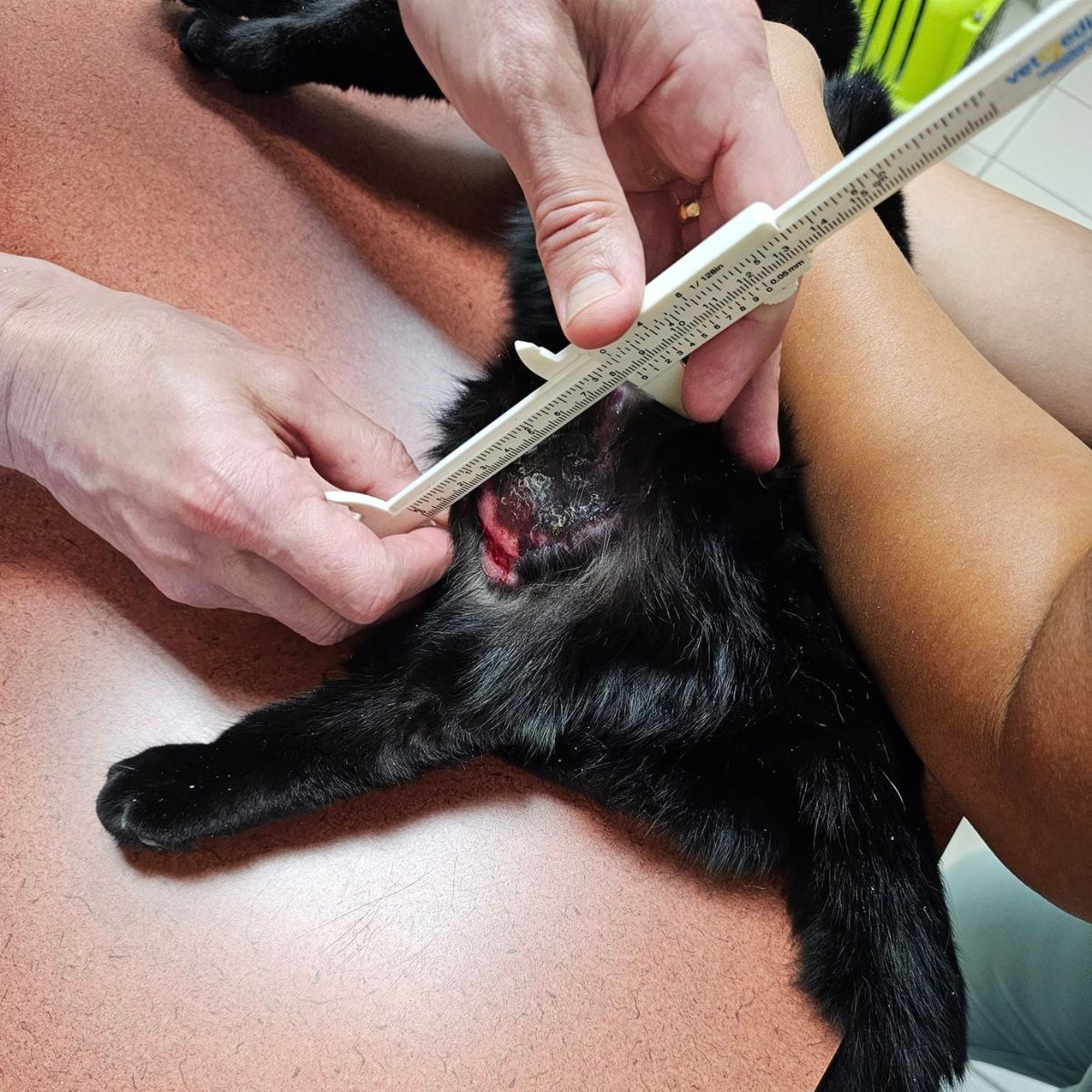 veterinarian measuring cat cancer