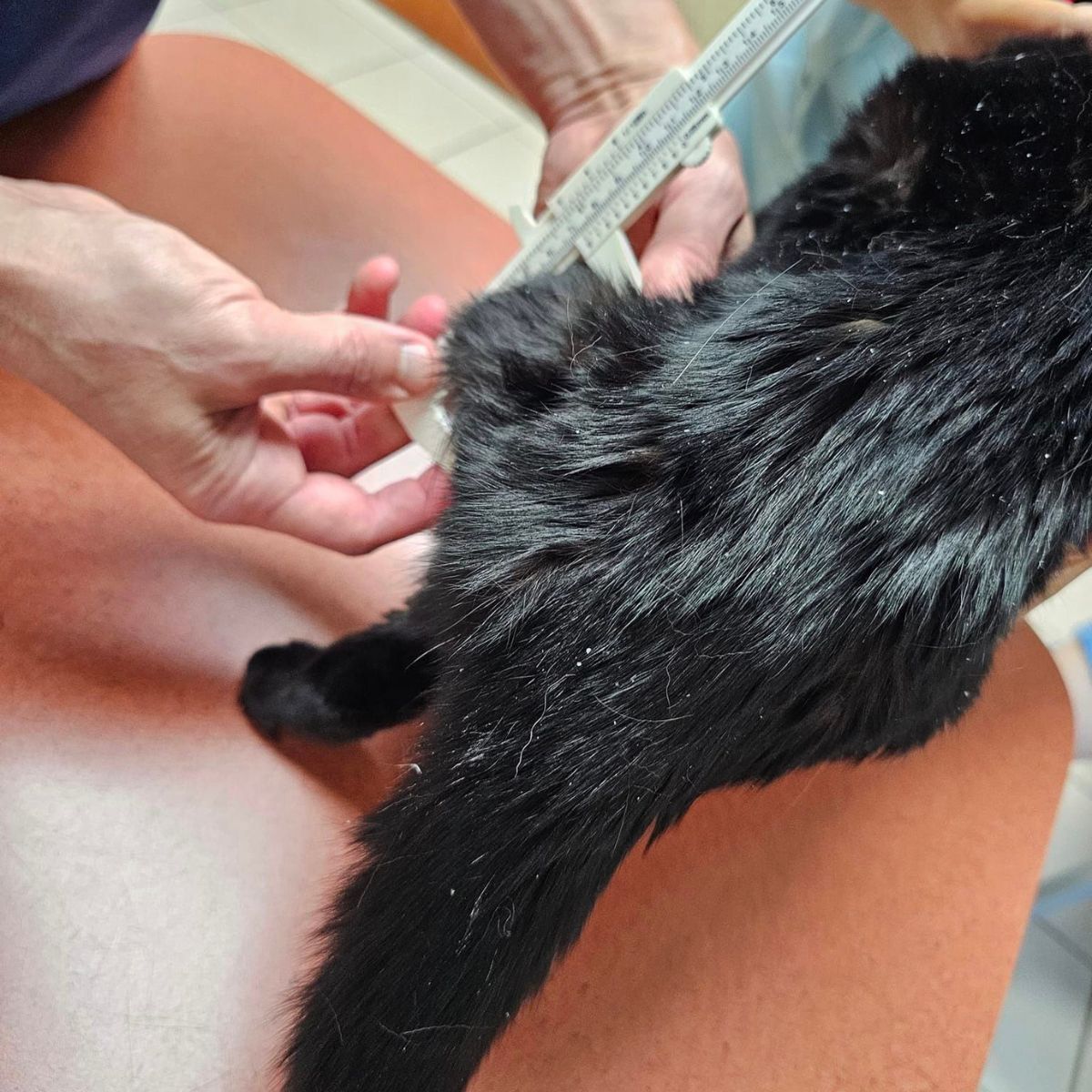 veterinarian measuring cat