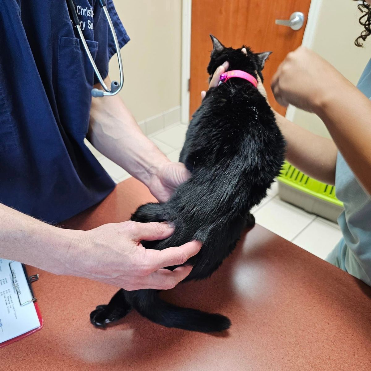 veterinarians helping cat