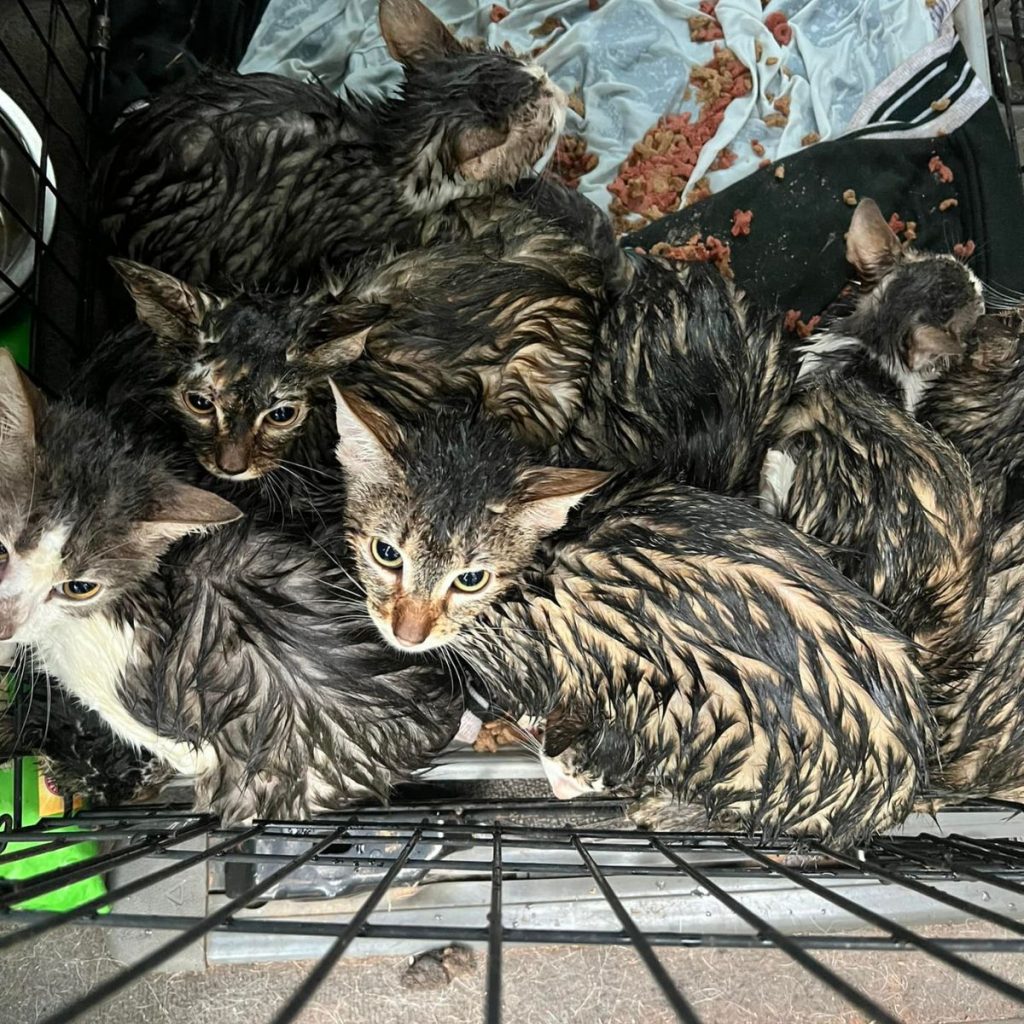 wet kittens in a cage