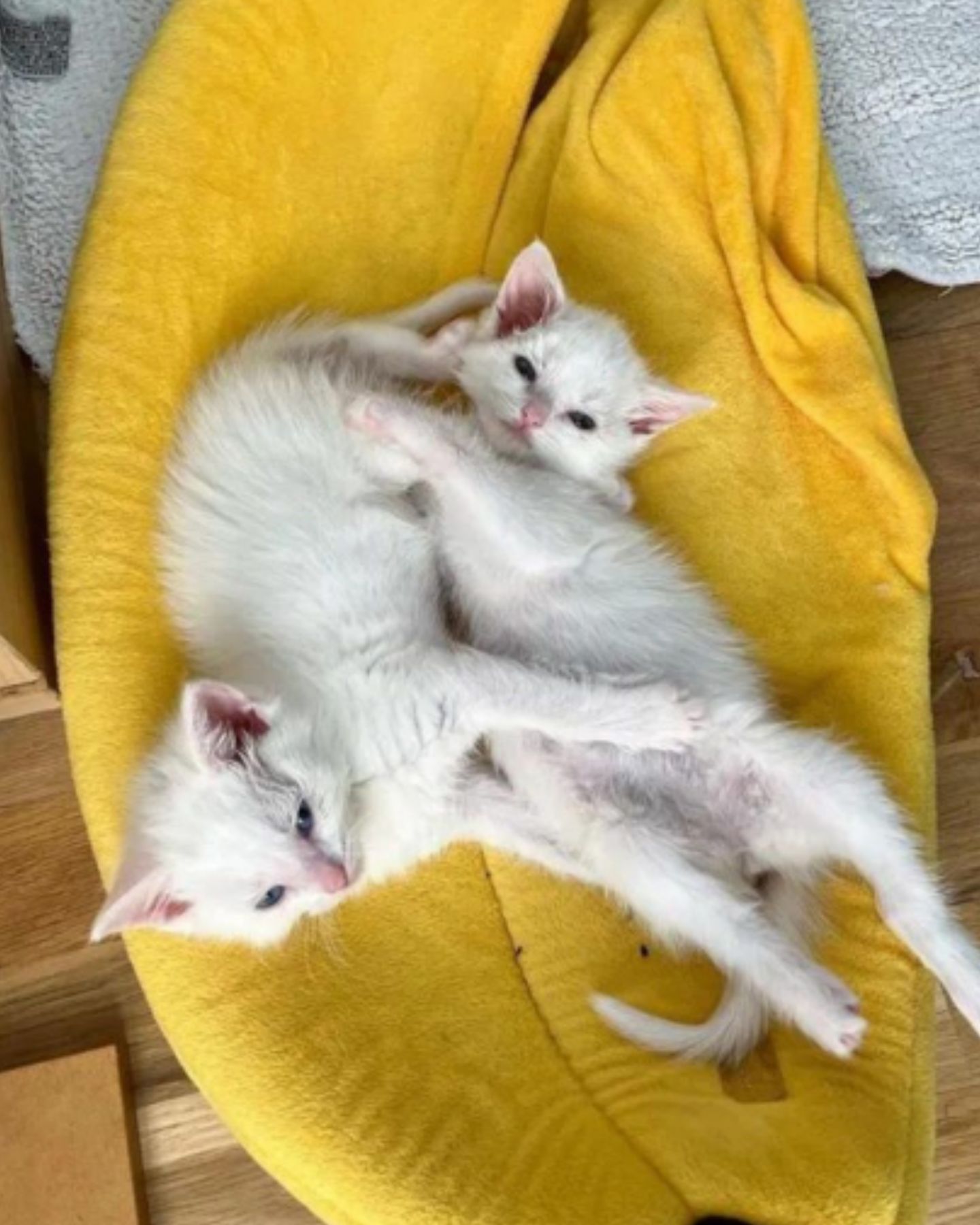 white cats sleeping together