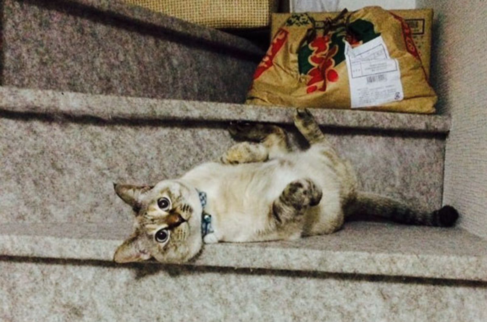 white kitten laying on a stairs