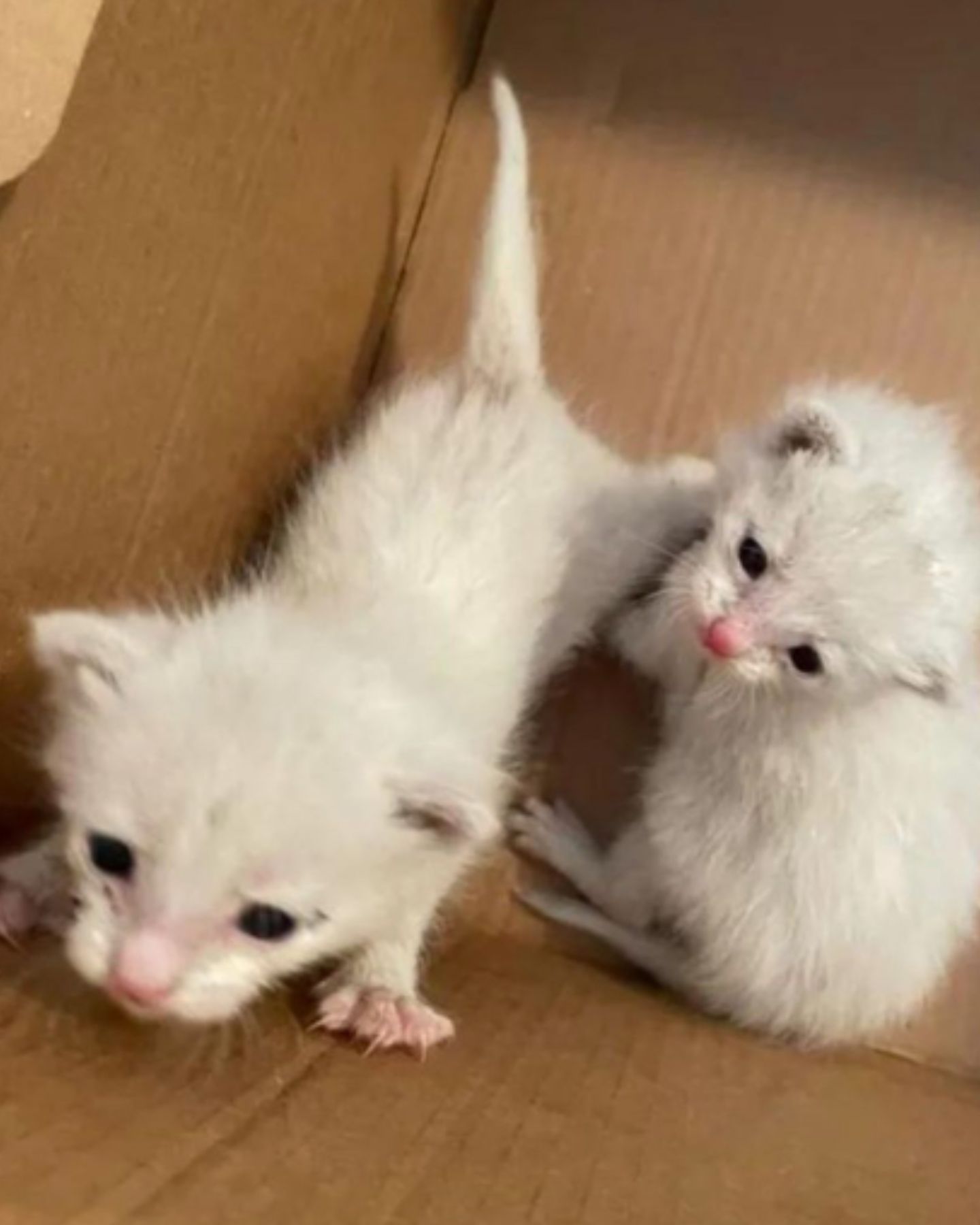 white kittens in box