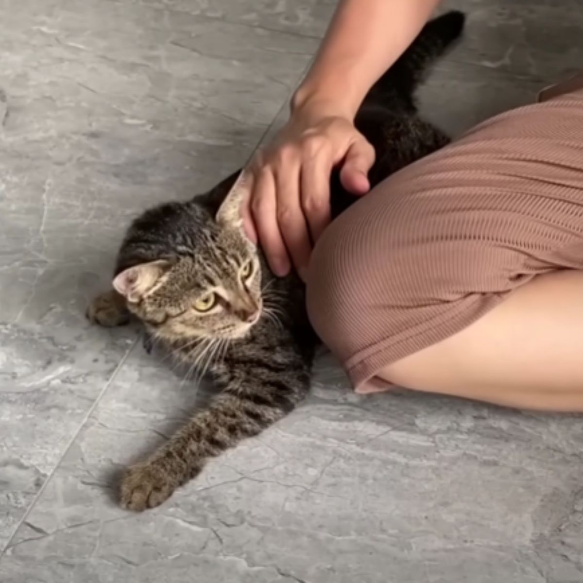 woman and cute domestic cat