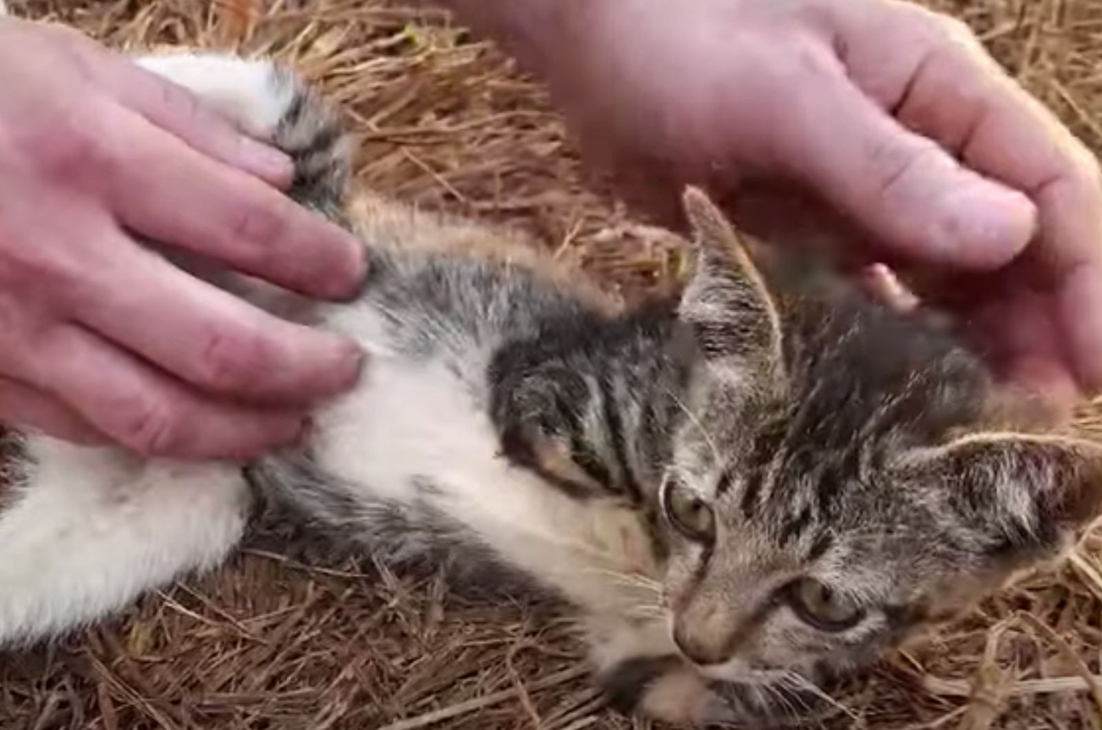 woman and pawless cat