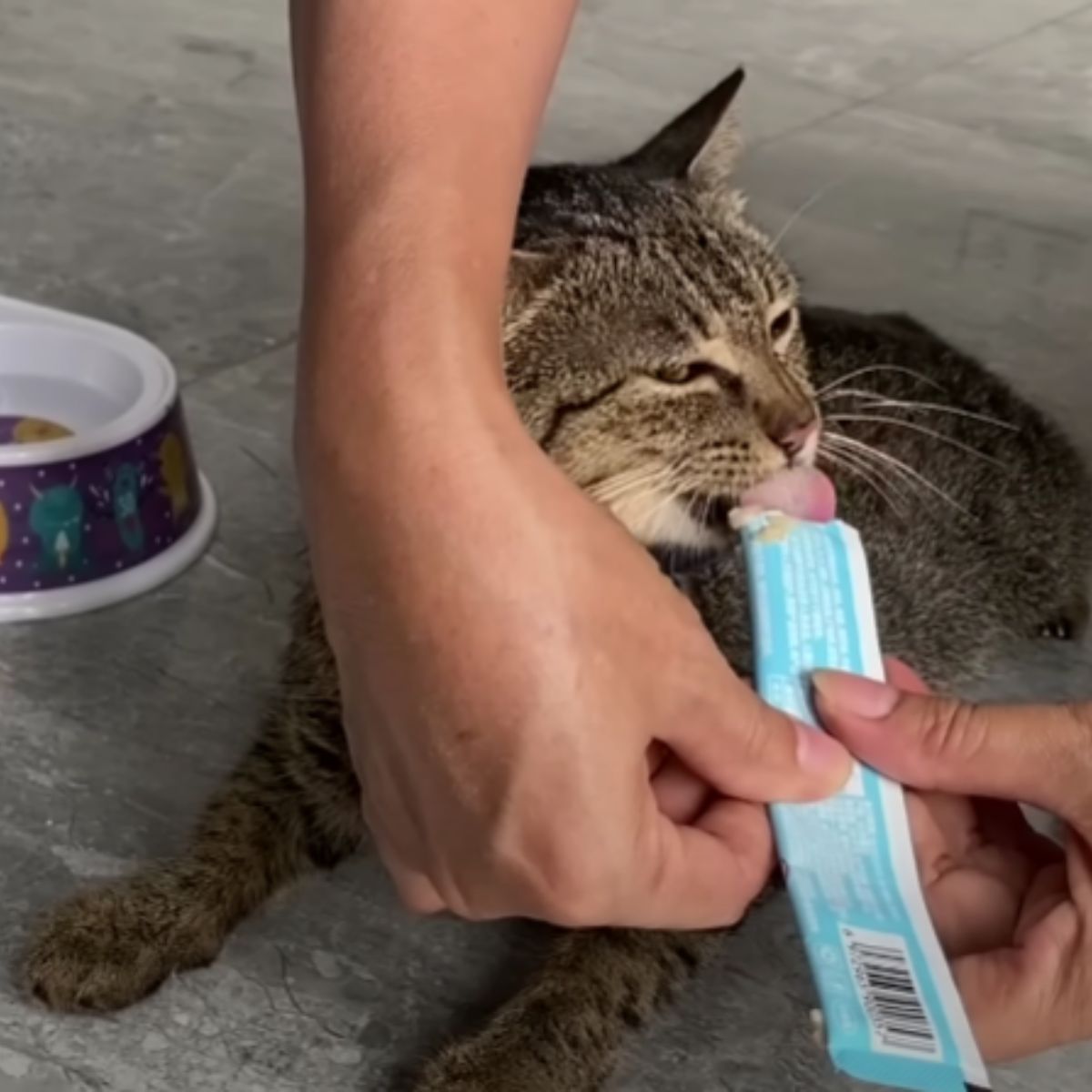 woman feeding a cat