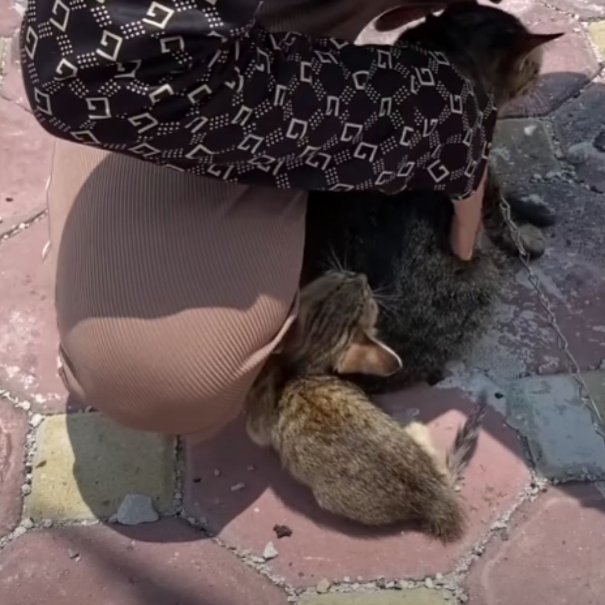 woman helping cat and kitten