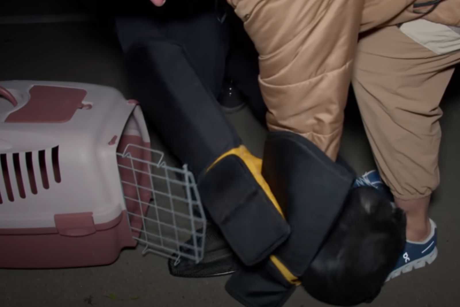 woman helping cat with a box