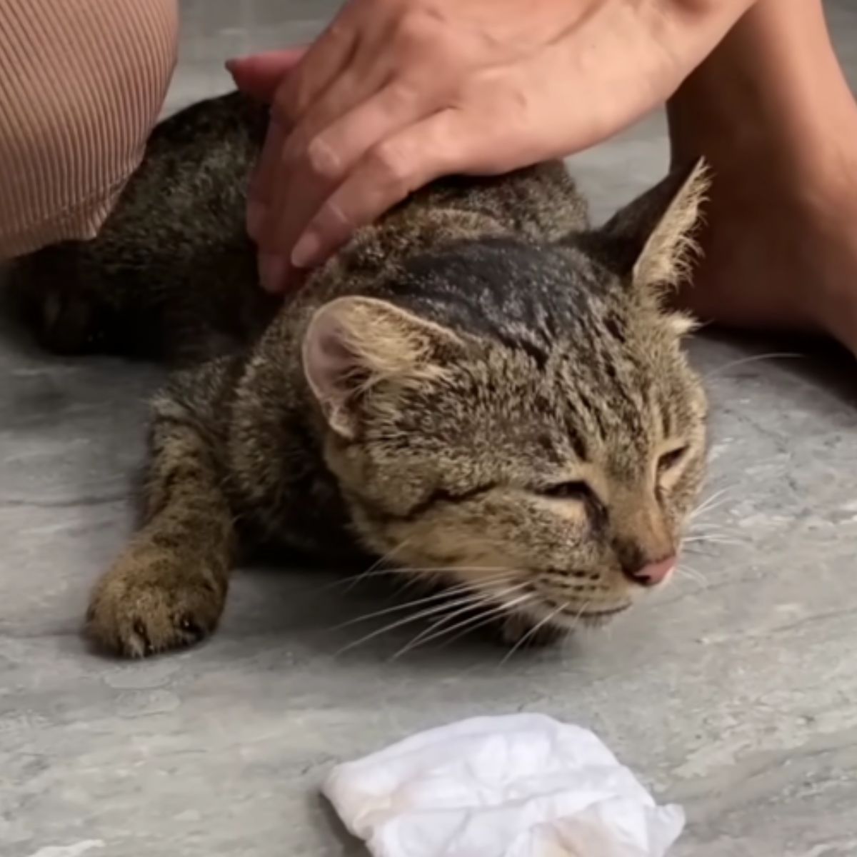 woman petting a domestic cat